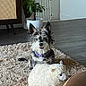 dog, plush_toy, rug, living_room, plant, wooden_furniture, floor, collar, pet, indoor, happy, ears, toy, shaggy_rug, modern, home, pet_tag, smile, furniture, cozy