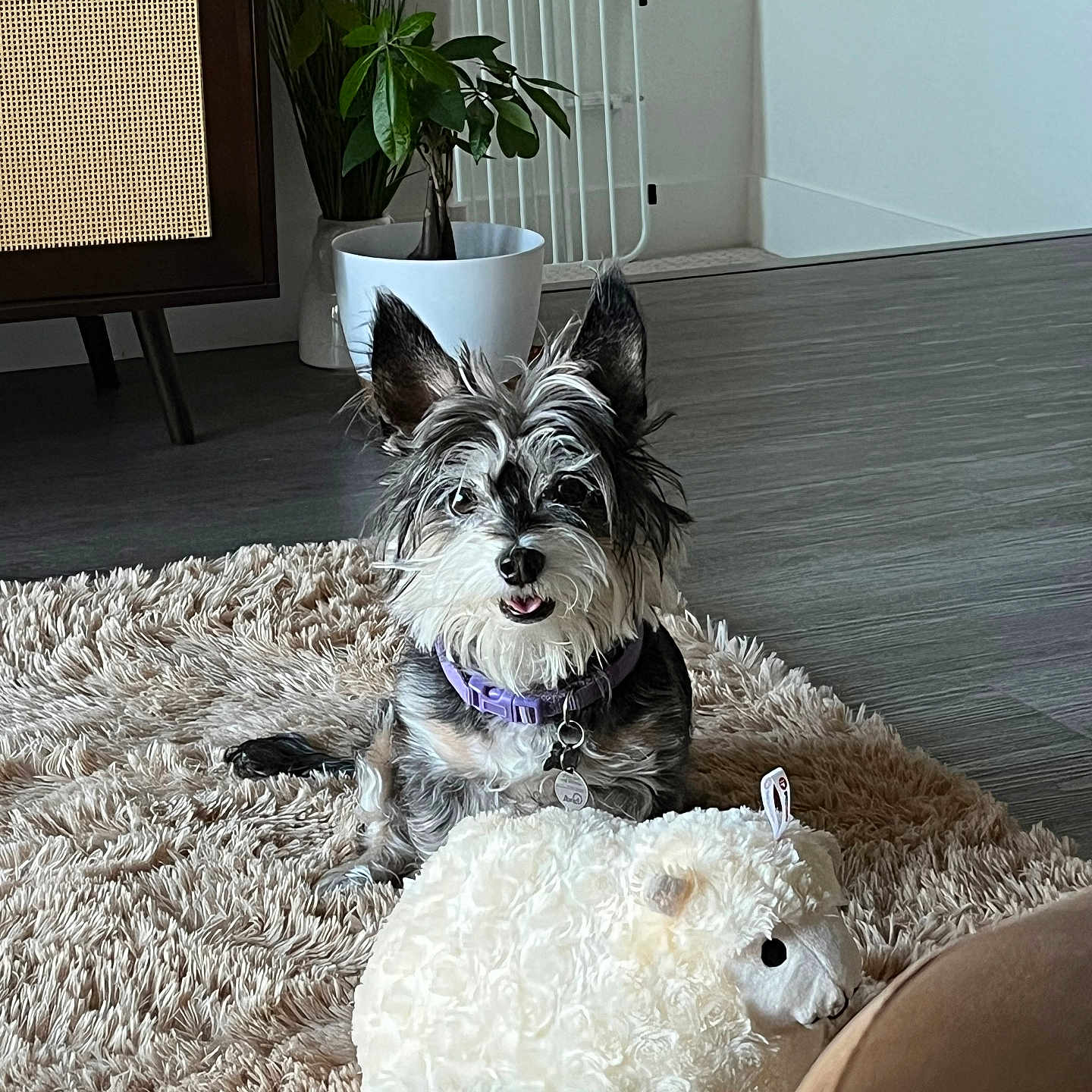 Sarah is registered to the contest to win money with this photo: dog, plush_toy, rug, living_room, plant, wooden_furniture, floor, collar, pet, indoor, happy, ears, toy, shaggy_rug, modern, home, pet_tag, smile, furniture, cozy