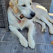 Arielle participe au concours pour gagner de l'argent avec cette photo : dog, golden_retriever, puppy, chewing, stick, wicker_chair, floor, tile, pet, animal, relaxed, indoor, light, fur, cute, laying, collar, pink_tag, outdoor, daylight
