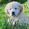 Arielle a rejoint le concours — aidez-le/la à gagner de superbes lots ! animal, canine, closeup, cute, daylight, dog, fluffy, fur, grass, greenery, nature, outdoor, peaceful, pet, portrait, puppy, sitting, summer, tree, young