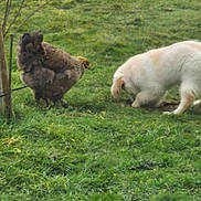 Arielle participe au concours pour gagner de l'argent avec cette photo : animal, animal_companions, brown_chicken, chicken, curious, daylight, digging, dog, farm, field, fluffy, grass, grass_field, grassland, nature, outdoor, pet, playful, sniffing, white_dog