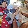 Arielle participe au concours pour gagner de l'argent avec cette photo : casual, chair, companion, dog, golden_retriever, happy, home, indoor, kitchen, person_arm, pet, polka_dot, red_tablecloth, relaxed, small_dog, sunglasses, sunlight, table, tile_floor, tongue_out