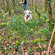 Arielle a rejoint le concours — aidez-le/la à gagner de superbes lots ! adventure, canine, daffodils, dog, flowers, forest, greenery, happy, leaves, moss, nature, outdoor, person, plants, running, spring, sunlight, trees, wildlife, woods