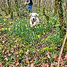 adventure, canine, daffodils, dog, flowers, forest, greenery, happy, leaves, moss, nature, outdoor, person, plants, running, spring, sunlight, trees, wildlife, woods