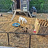 Arielle a rejoint le concours — aidez-le/la à gagner de superbes lots ! dog, ducklings, chickens, farm, wooden_coop, fence, straw, water_tray, outdoor, grass, animal, nature, rural, pet, birds, sunlight, garden, yard, small_animals, farm_equipment