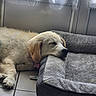 Arielle participe au concours pour gagner de l'argent avec cette photo : animal, calm, cozy, curtains, cute, dog, dog_bed, domestic, fluffy, golden_retriever, indoor, natural_light, pet, puppy, relaxing, resting, sleeping, tile_floor, window, young_dog