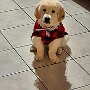 Arielle participe au concours pour gagner de l'argent avec cette photo : adorable, animal, black, checkered, collar, cute, dog, domestic, fluffy, golden_retriever, indoor, pet, puppy, red, shadow, sitting, small, sweater, tile_floor, young