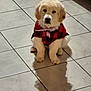adorable, animal, black, checkered, collar, cute, dog, domestic, fluffy, golden_retriever, indoor, pet, puppy, red, shadow, sitting, small, sweater, tile_floor, young