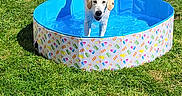 Arielle a rejoint le concours — aidez-le/la à gagner de superbes lots ! dog, puppy, golden_retriever, water, pool, kiddie_pool, grass, outdoor, sunny, summer, pet, playing, happy, animal, canine, backyard, nature, daylight, fun, wet