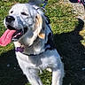 Arielle participe au concours pour gagner de l'argent avec cette photo : dog, white_dog, panting, tongue_out, leash, purple_tag, grass, sunlight, shadow, person, sandals, floral_pants, outdoor, pet, happy, playful, animal, canine, running, nature