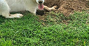 Arielle a rejoint le concours — aidez-le/la à gagner de superbes lots ! animal, canine, closeup, digging, dirt, dog, fur, grass, green, happy, hole, nature, outdoor, pet, play, rope, summer, tongue, toy, yard