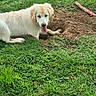 animal, canine, closeup, digging, dirt, dog, fur, grass, green, happy, hole, nature, outdoor, pet, play, rope, summer, tongue, toy, yard