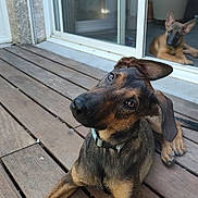 Alphonse participe au concours pour gagner de l'argent avec cette photo : dog, puppy, wooden_deck, outdoor, curious, head_tilt, ears, glass_door, relaxed, brown_fur, pets, animal, companion, floor, daylight, house, window, portrait, nature, cute