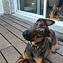 dog, puppy, wooden_deck, outdoor, curious, head_tilt, ears, glass_door, relaxed, brown_fur, pets, animal, companion, floor, daylight, house, window, portrait, nature, cute