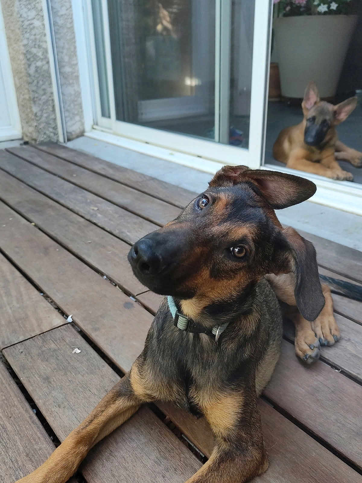 Alphonse participe au concours pour gagner de l'argent avec cette photo : dog, puppy, wooden_deck, outdoor, curious, head_tilt, ears, glass_door, relaxed, brown_fur, pets, animal, companion, floor, daylight, house, window, portrait, nature, cute