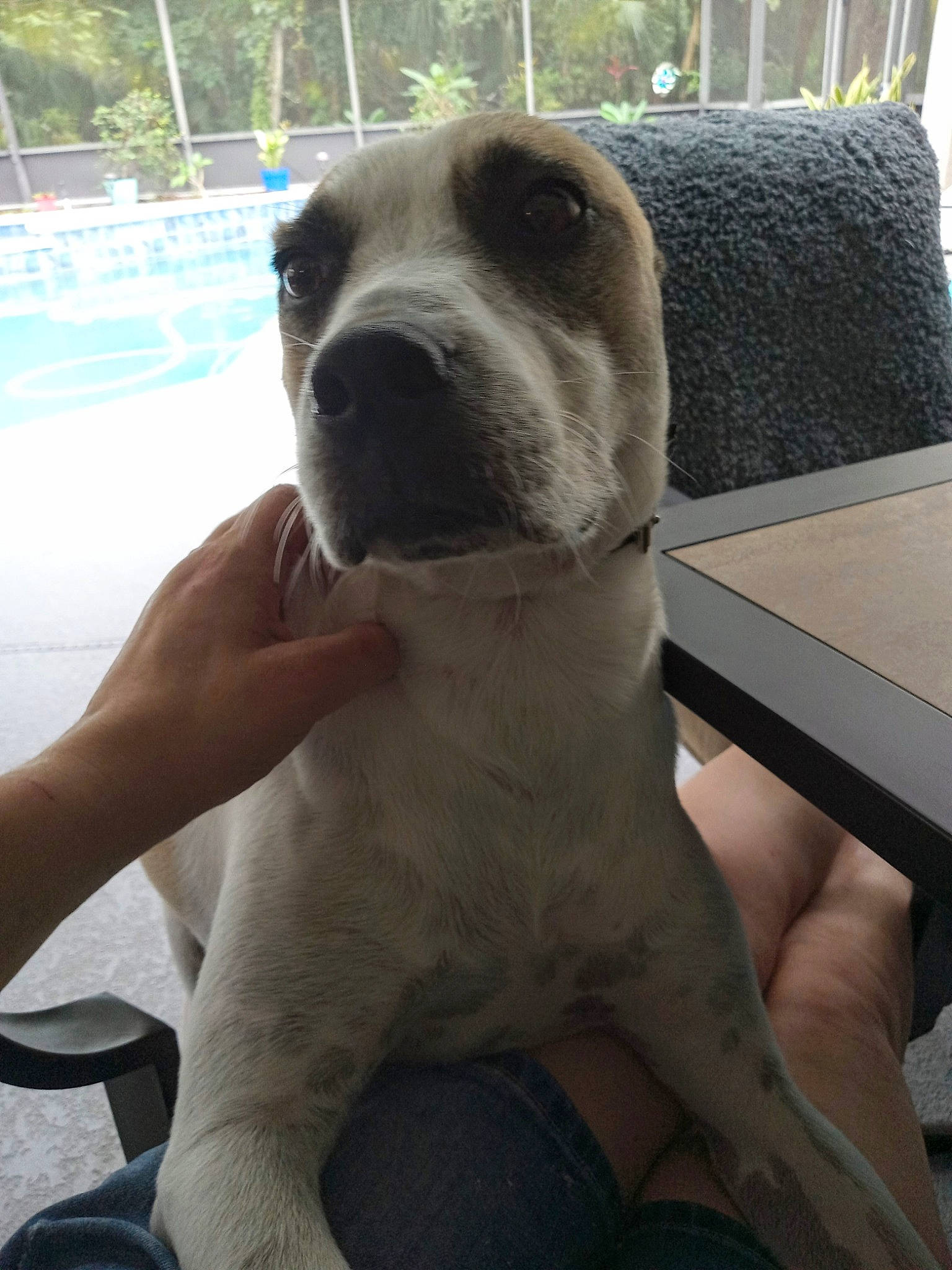 Teddy joined the competition — help win amazing prizes! canidae, carnivore, comfort, companion_dog, dog, dog_breed, fawn, leisure, non_sporting_group, snout, sporting_group, swimming_pool, terrestrial_animal, tree, water, whiskers, working_animal