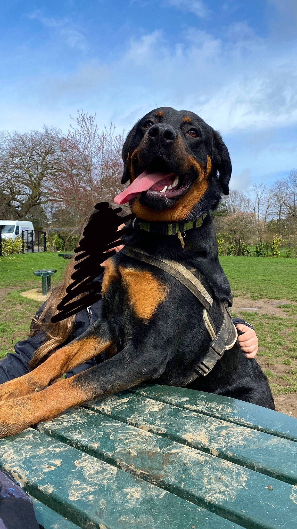 Tyson is registered to the contest to win money with this photo: canidae, carnivore, cloud, collar, companion_dog, dog, dog_breed, dog_collar, fawn, grass, guard_dog, hound, liver, pet_supply, plant, sky, snout, sporting_group, tree, working_dog