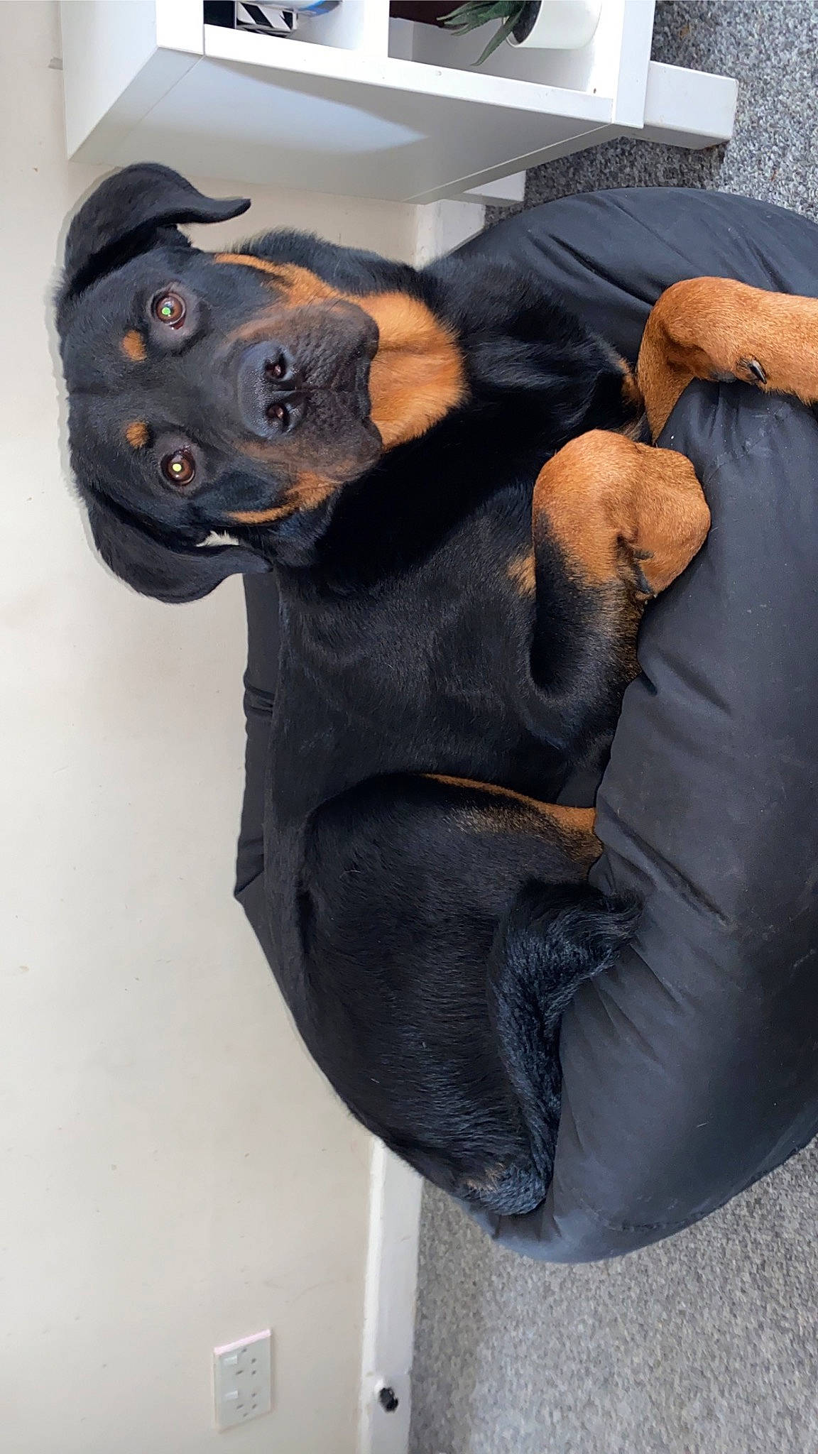 Tyson joined the competition — help win amazing prizes! art, canidae, carnivore, comfort, companion_dog, denim, dog, dog_breed, fur, grey, guard_dog, hat, personal_protective_equipment, sleeve, sporting_group, toy_dog, working_animal, working_dog