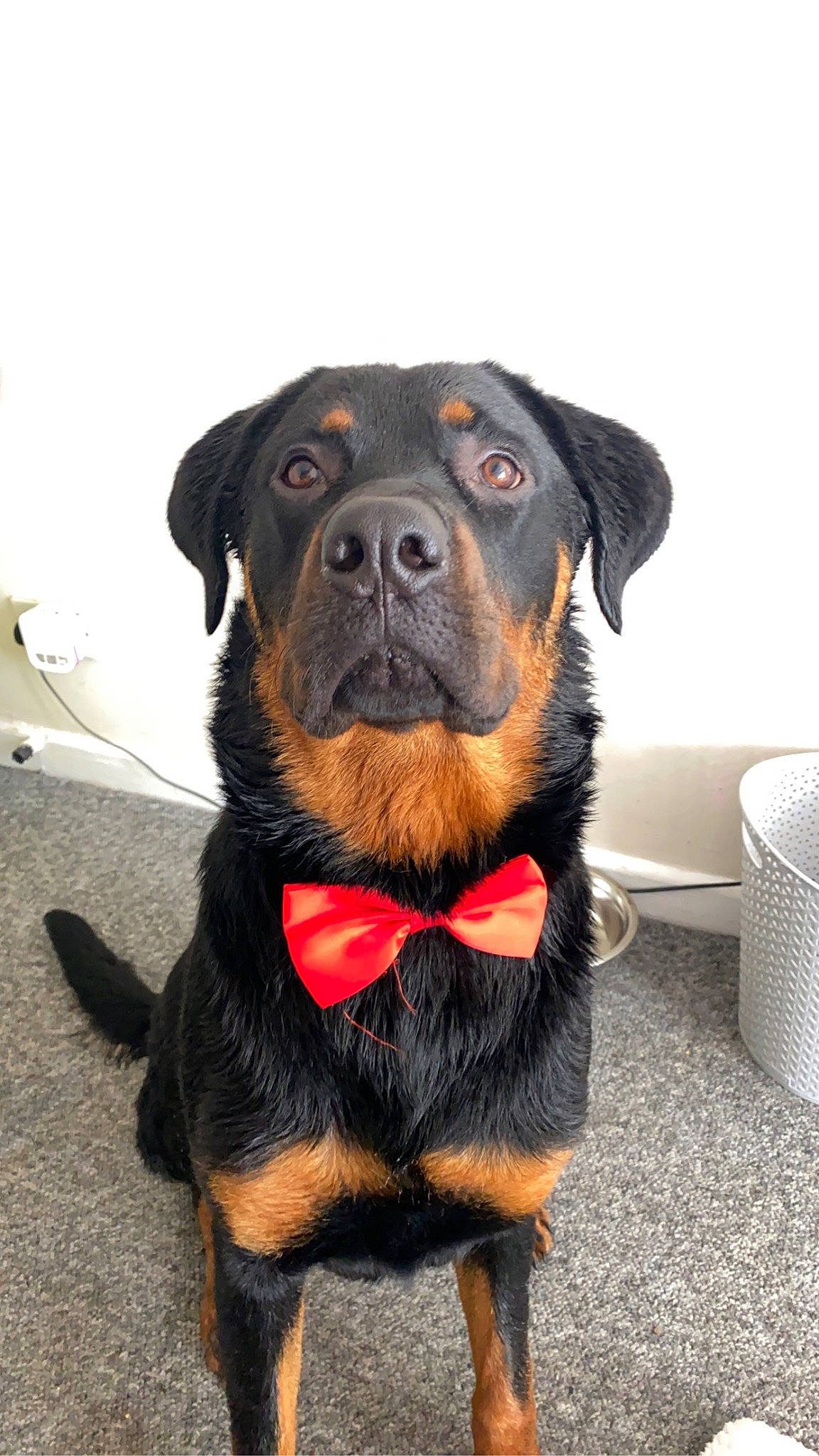 Tyson is registered to the contest to win money with this photo: borador, canidae, carnivore, collar, companion_dog, dog, dog_breed, dog_collar, fawn, fur, guard_dog, hunting_dog, personal_protective_equipment, pet_supply, rottweiler, snout, sporting_group, whiskers, working_animal, working_dog