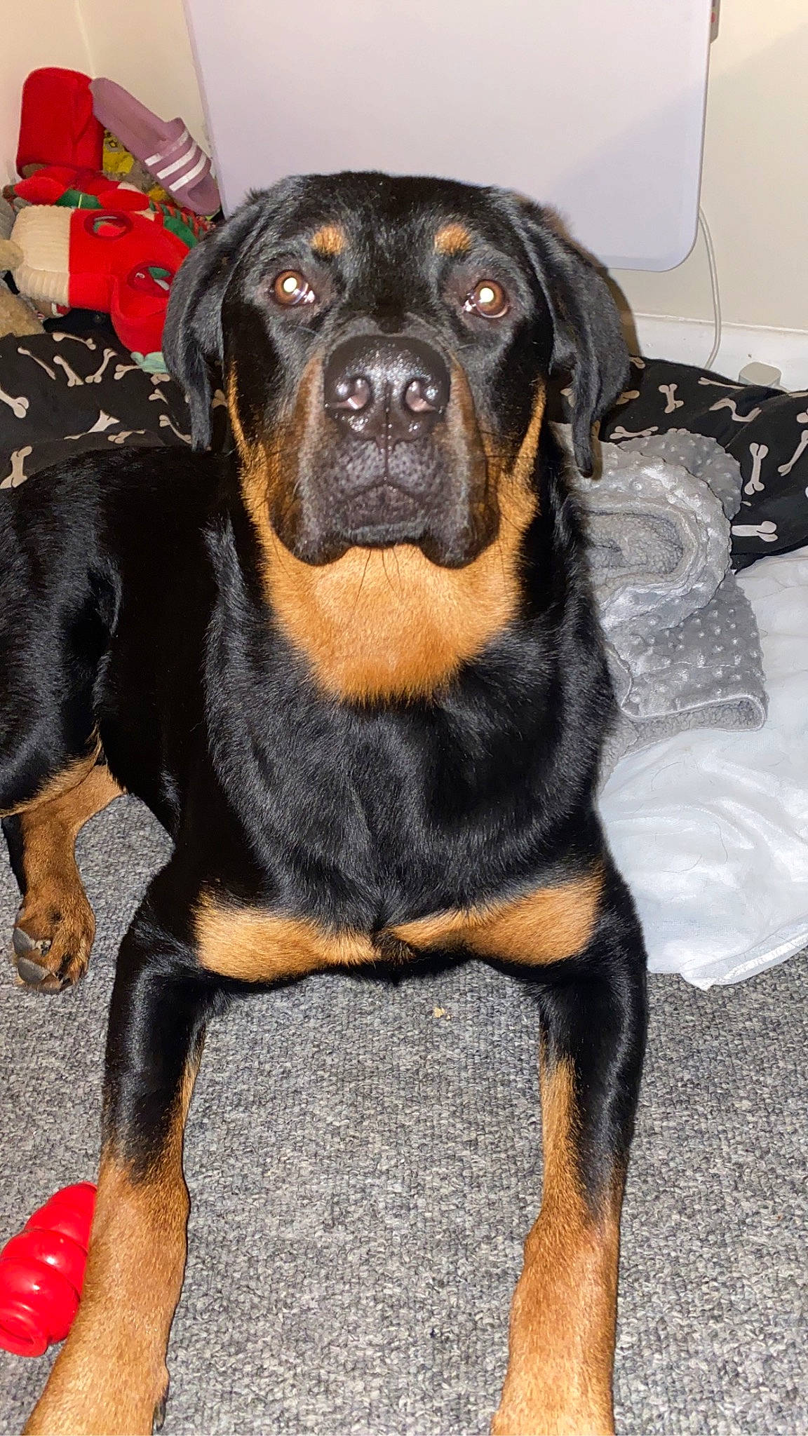 Tyson joined the competition — help win amazing prizes! canidae, carnivore, companion_dog, dog, dog_breed, fawn, fur, guard_dog, molosser, rottweiler, sporting_group, terrestrial_animal, whiskers, working_animal, working_dog