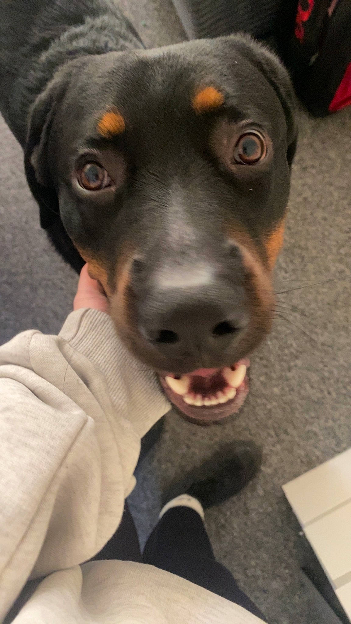 Tyson is registered to the contest to win money with this photo: austrian_black_and_tan_hound, borador, carnivore, collar, companion_dog, dog, dog_breed, fur, guard_dog, hunting_dog, liver, pet_supply, snout, sporting_group, terrestrial_animal, whiskers, working_animal, working_dog