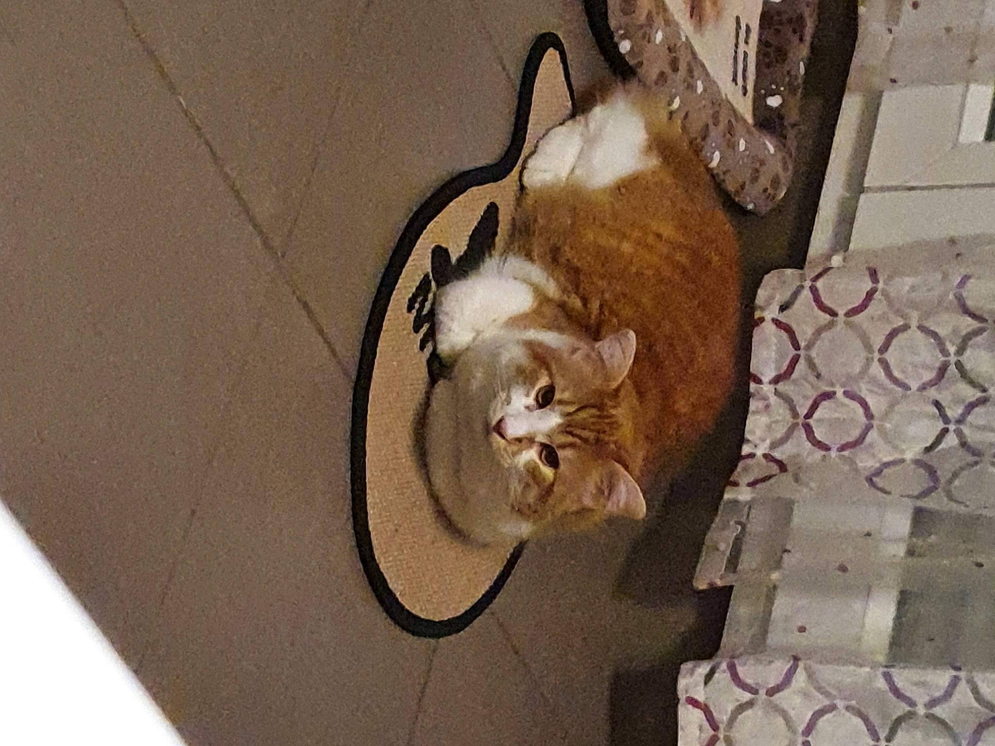 Rox participe au concours pour gagner de l'argent avec cette photo : carnivore, cat, ceiling, claw, comfort, domestic_short_haired_cat, fawn, felidae, flooring, fur, grey, hardwood, metal, paw, room, small_to_medium_sized_cats, snout, tail, whiskers, wood