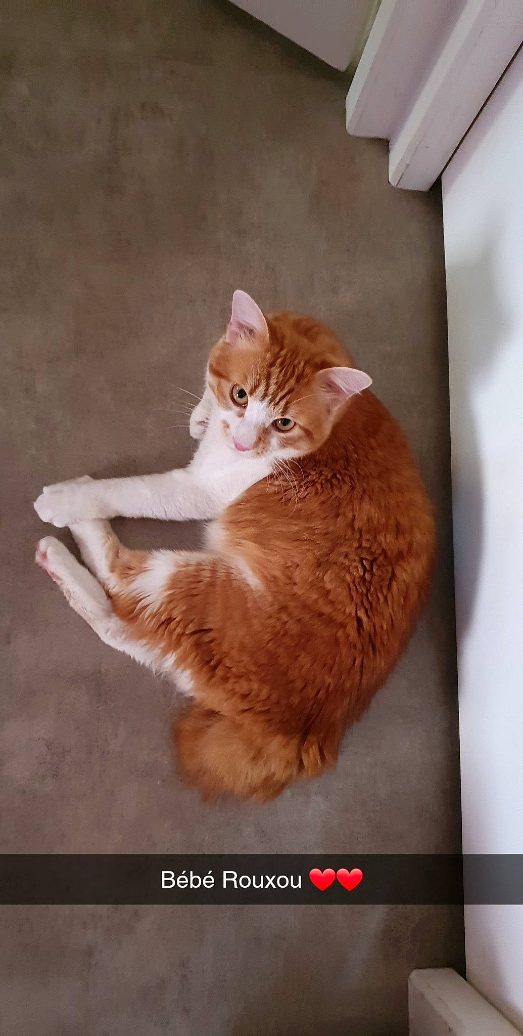 Rox participe au concours pour gagner de l'argent avec cette photo : brown, carnivore, cat, cat_supply, claw, comfort, domestic_short_haired_cat, fawn, felidae, fur, paw, peach, pet_supply, photo_caption, rectangle, small_to_medium_sized_cats, tail, whiskers, window, wood