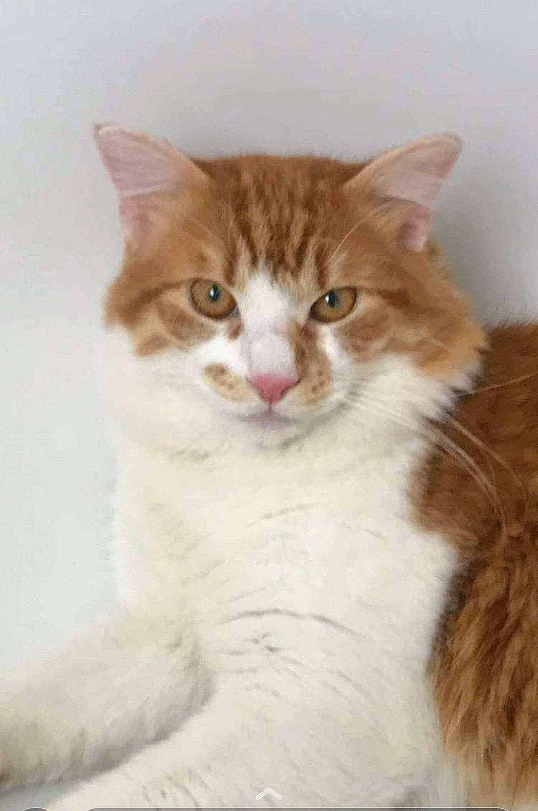 Rox participe au concours pour gagner de l'argent avec cette photo : art, carnivore, cat, domestic_short_haired_cat, door, eye, fawn, felidae, fur, paw, small_to_medium_sized_cats, snout, tail, terrestrial_animal, whiskers, window