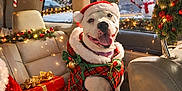 Misa Kira is registered to the contest to win money with this photo: dog, christmas, holiday, festive, car_interior, lights, candy_canes, stockings, gift_box, snowman, window, leather_seat, smiling, costume, decoration, red, green, winter, happy, pet