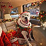 dog, christmas, holiday, festive, car_interior, lights, candy_canes, stockings, gift_box, snowman, window, leather_seat, smiling, costume, decoration, red, green, winter, happy, pet