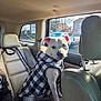 Misa Kira is registered to the contest to win money with this photo: dog, car_interior, leather_seat, window, jacket, black_and_white, pet, animal, leash, backseat, daylight, suburban, calm, sitting, canine, vehicle, road, outside_view, fur, ears