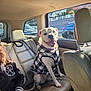 dog, pet, car_interior, seat, leather_seat, child, jacket, window, sunlight, happy, smiling_dog, backseat, seatbelt, urban_background, vehicle, road, daytime, casual_clothing, animal, domestic