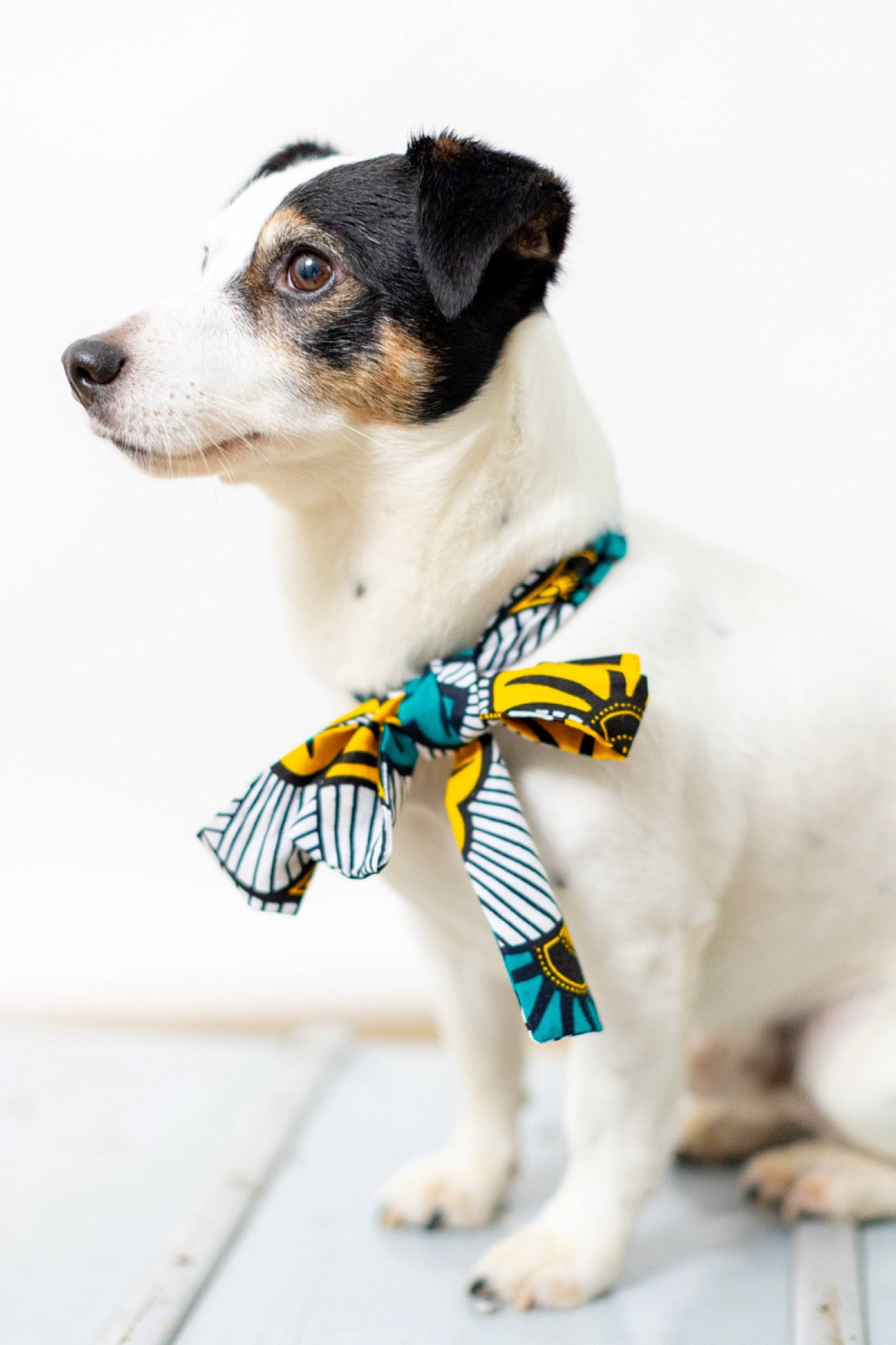 Maurice a rejoint le concours — aidez-le/la à gagner de superbes lots ! canidae, carnivore, collar, companion_dog, dishware, dog, dog_breed, dog_collar, dog_supply, drinkware, fawn, fur, pet_supply, serveware, sleeve, snout, sporting_group, terrestrial_animal, whiskers, working_animal