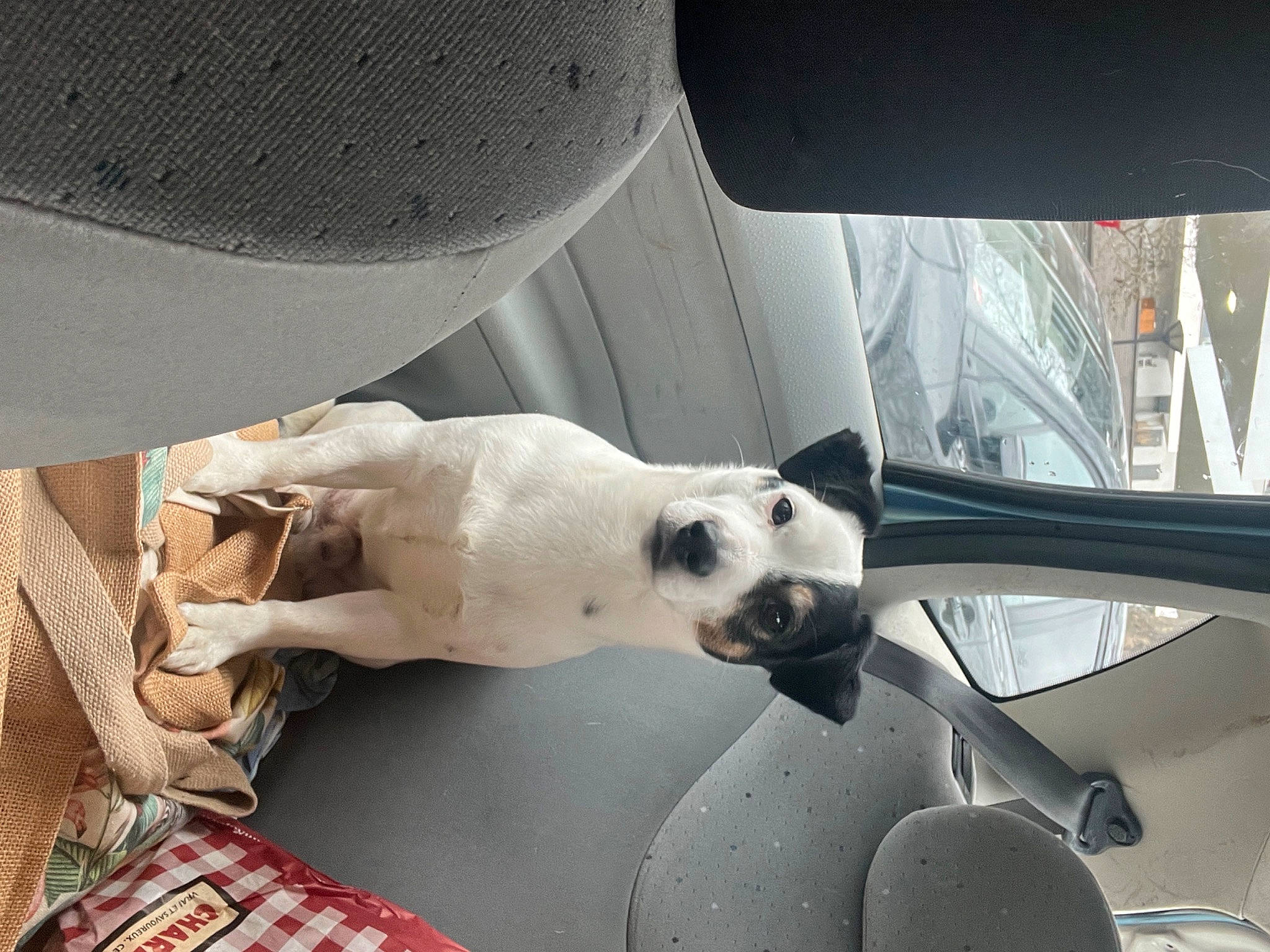 Maurice participe au concours pour gagner de l'argent avec cette photo : automotive_design, carnivore, comfort, companion_dog, dog, dog_breed, eyewear, hat, hood, plaid, snout, sunglasses, tail, tartan, tints_and_shades, vehicle_door, whiskers, window, windshield, wing