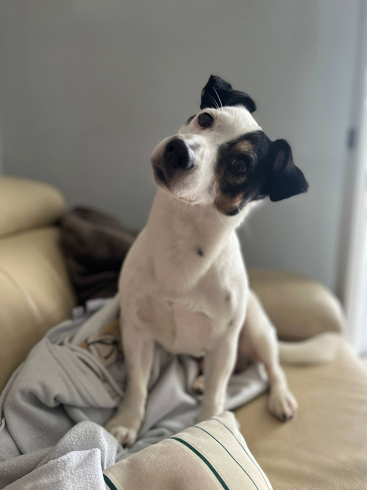 Maurice a rejoint le concours — aidez-le/la à gagner de superbes lots ! boston_terrier, canidae, carnivore, collar, comfort, companion_dog, dog, dog_breed, dog_collar, fawn, fur, grey, linens, paw, sitting, snout, sporting_group, toy_dog, whiskers, working_animal