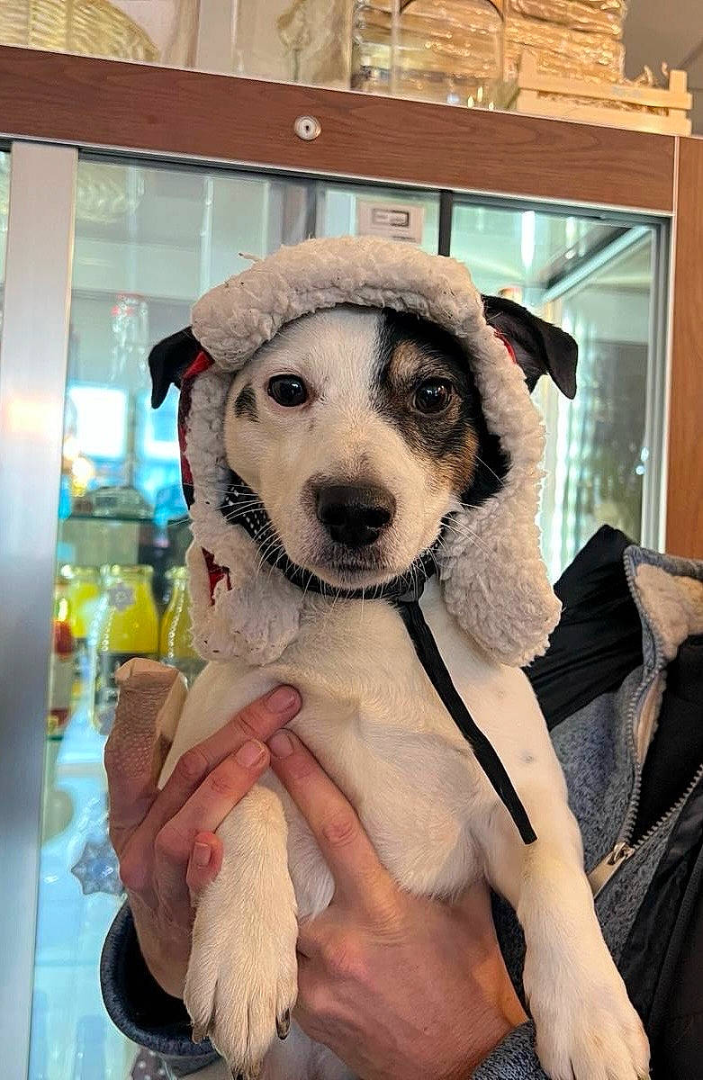Maurice a rejoint le concours — aidez-le/la à gagner de superbes lots ! canidae, carnivore, companion_dog, dog, dog_breed, event, eyewear, fashion_design, fawn, fur, fur_clothing, hat, non_sporting_group, snout, sporting_group, winter, working_animal