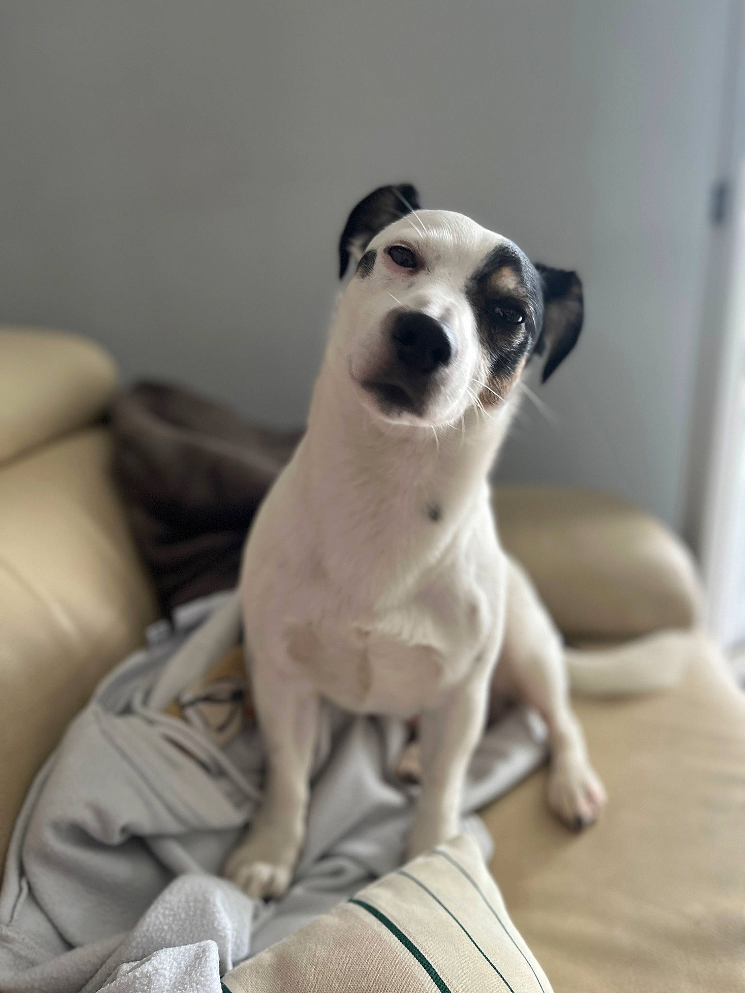 Maurice participe au concours pour gagner de l'argent avec cette photo : bone, carnivore, comfort, companion_dog, dog, dog_breed, fawn, fur, grey, paw, puppy, snout, tail, terrestrial_animal, toy_dog, whiskers, working_animal