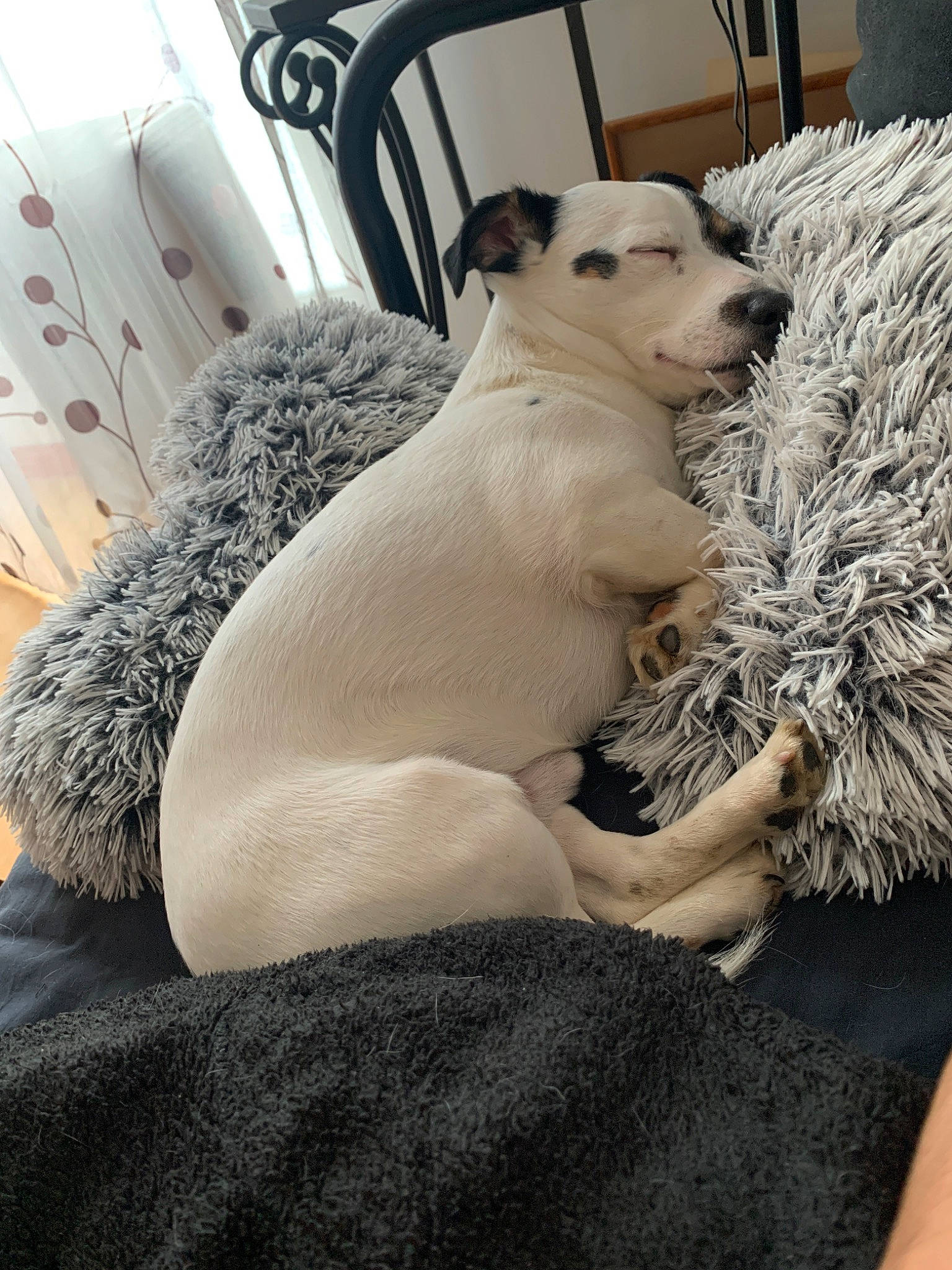 Maurice participe au concours pour gagner de l'argent avec cette photo : canidae, carnivore, comfort, companion_dog, curtain, dog, dog_breed, fur, natural_material, pet_supply, sighthound, snout, sporting_group, terrestrial_animal, working_animal, working_dog