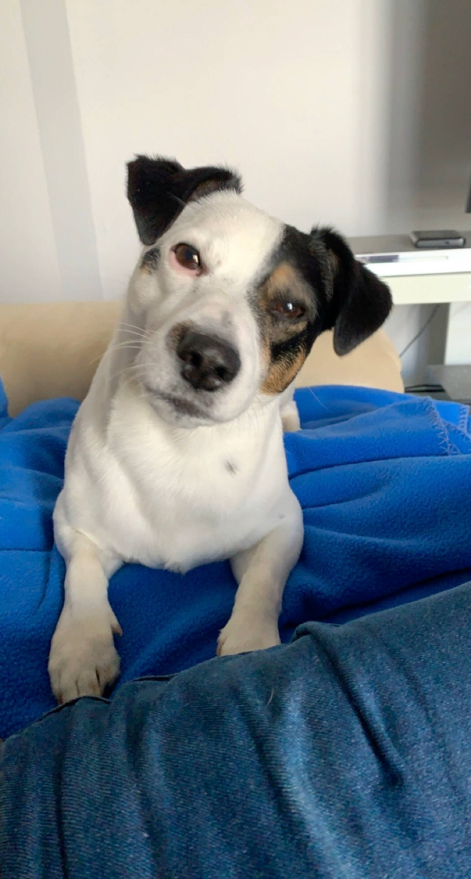 Maurice a rejoint le concours — aidez-le/la à gagner de superbes lots ! canidae, carnivore, collar, comfort, companion_dog, dog, dog_breed, dog_collar, dog_supply, pet_supply, snout, sporting_group, vertebrate, whiskers, working_animal, working_dog