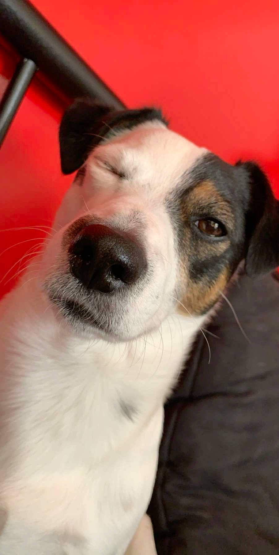 Maurice participe au concours pour gagner de l'argent avec cette photo : ancient_dog_breeds, canidae, carnivore, collar, companion_dog, dog, dog_breed, dog_collar, fur, jaw, neck, pet_supply, snout, sporting_group, vertebrate, whiskers, working_animal, working_dog
