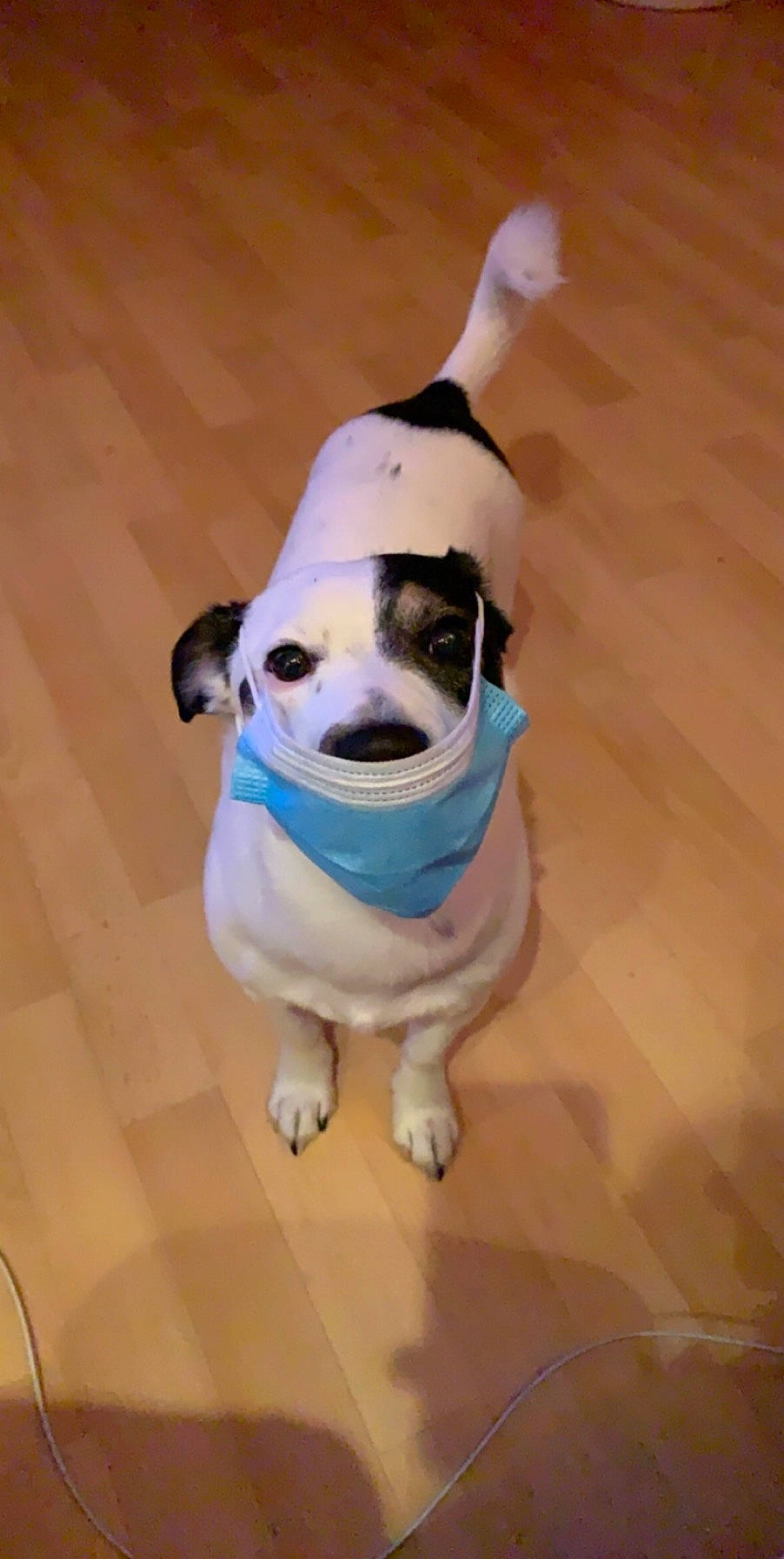 Maurice a rejoint le concours — aidez-le/la à gagner de superbes lots ! canidae, carnivore, collar, companion_dog, dog, dog_breed, dog_collar, dog_supply, floor, flooring, fur, hardwood, laminate_flooring, pet_supply, snout, sporting_group, tail, wood_flooring, wood_stain, working_animal
