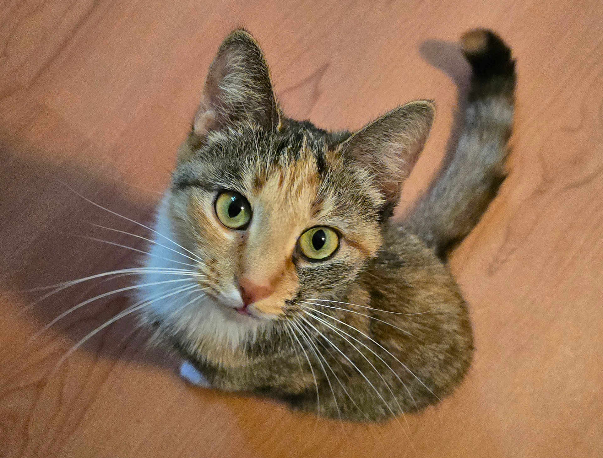Mai Mai joined the competition — help win amazing prizes! cat, tabby, green_eyes, whiskers, curious, pet, animal, feline, looking_up, indoor, wooden_floor, tail, cute, fur, domestic, mammal, close_up, portrait, sitting, young