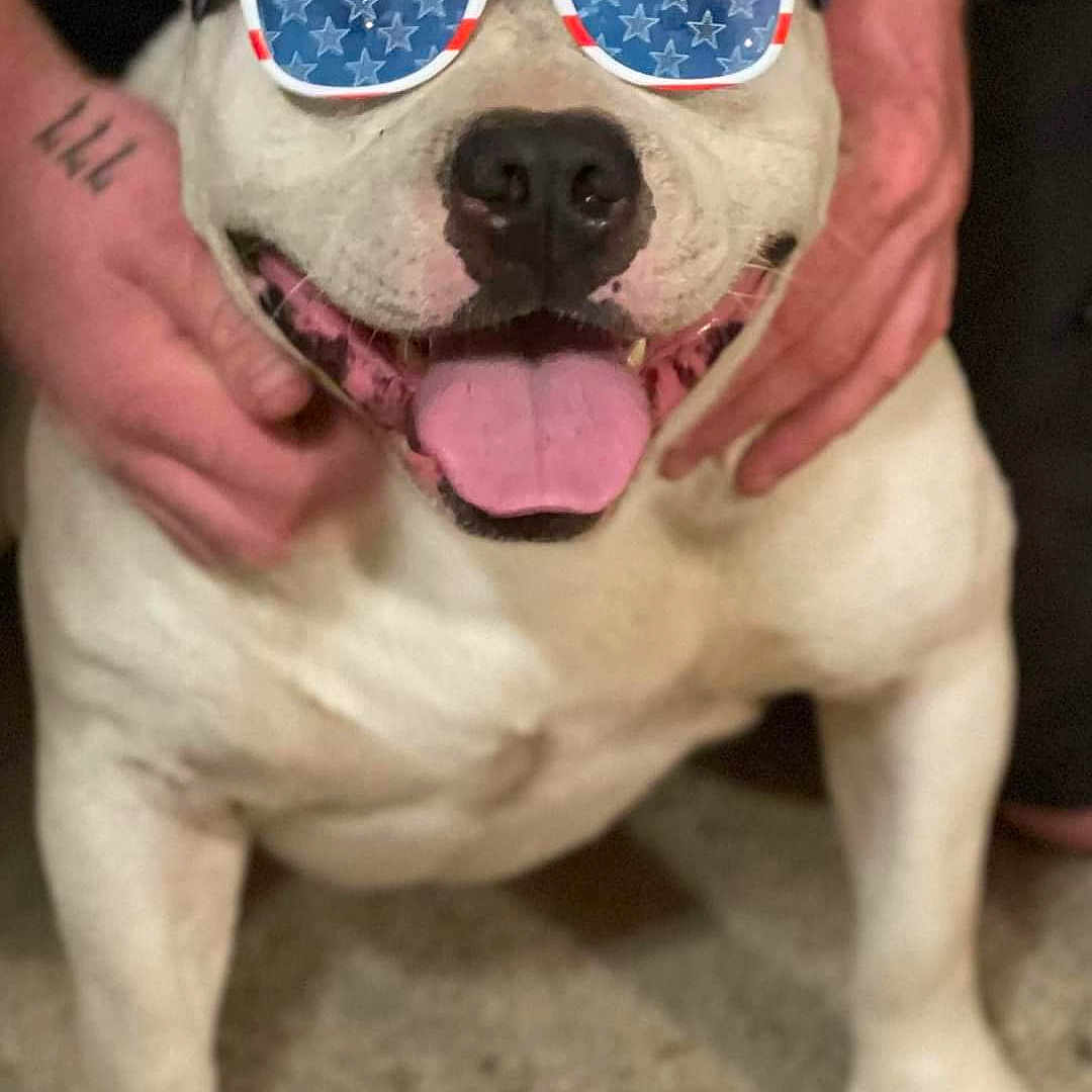 Prince is registered to the contest to win money with this photo: accessories, animal, baby, ball, boxer, bulldog, canine, dog, football, frenchbulldog, person, pet, pitbull, puppy, skin, snout, soccer, soccerball, sunglasses, whitedog