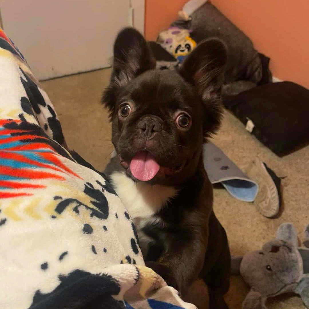 Chocho Bean