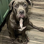 Kimb R is registered to the contest to win money with this photo: dog, canine, pet, gray_dog, white_patch, floor, wooden_floor, indoor, looking_up, sitting, tongue_out, ears, paws, nails, close_up, expression, animal, companion, cute, house