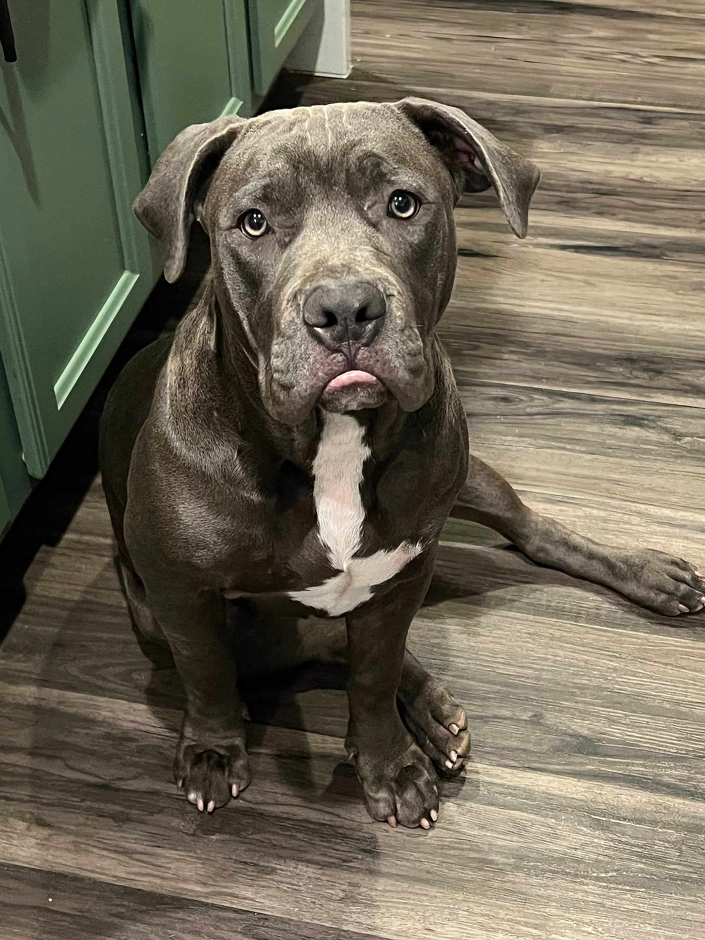 Kimb R is registered to the contest to win money with this photo: dog, canine, pet, gray_dog, white_patch, floor, wooden_floor, indoor, looking_up, sitting, tongue_out, ears, paws, nails, close_up, expression, animal, companion, cute, house