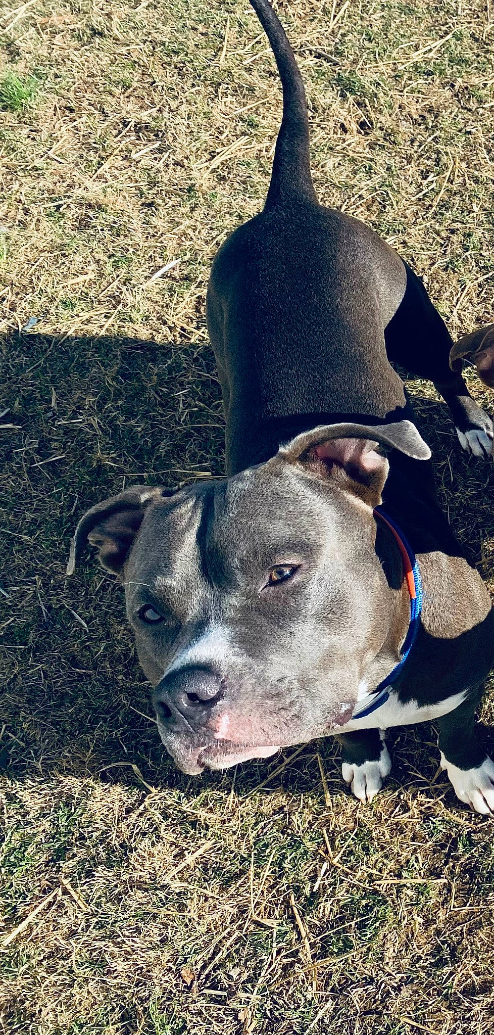 Kato joined the competition — help win amazing prizes! canidae, cap, costume_hat, dog_breed, fawn, fur, grass, grassland, hat, landscape, livestock, natural_material, non_sporting_group, pasture, plant, snout, soil, suidae, terrestrial_animal, working_animal