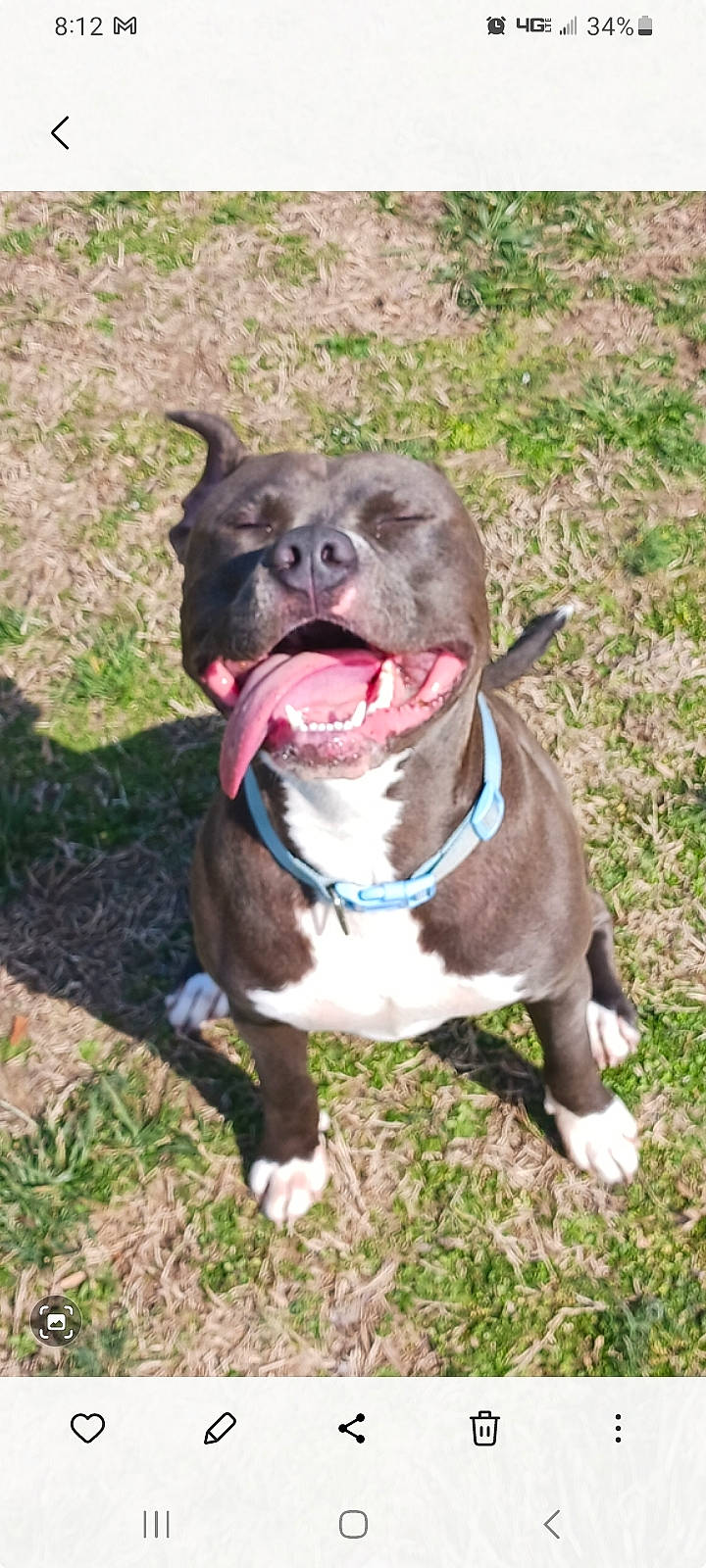 Kato is registered to the contest to win money with this photo: carnivore, collar, companion_dog, dog, dog_breed, dog_collar, fang, fashion_accessory, fawn, fur, grass, leash, liver, pet_supply, plant, snout, sporting_group, tail, whiskers, working_animal