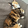 Pumpkin joined the competition — help win amazing prizes! cat, calico, feline, pet, relaxed, sleeping, couch, indoor, fur, whiskers, paws, cute, animal, mammal, domestic, cozy, resting, closeup, brown, white