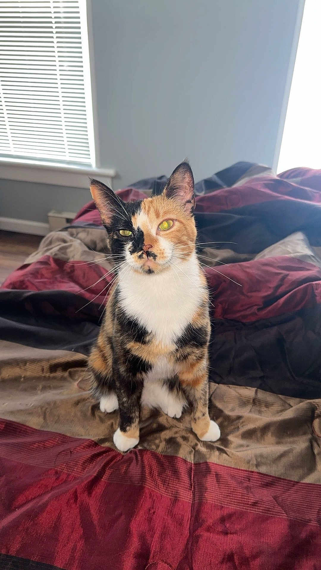 Pumpkin joined the competition — help win amazing prizes! cat, calico, pet, indoor, bed, blanket, window, curtains, feline, animal, whiskers, ears, fur, sitting, looking, domestic, comfortable, home, cute, mammal